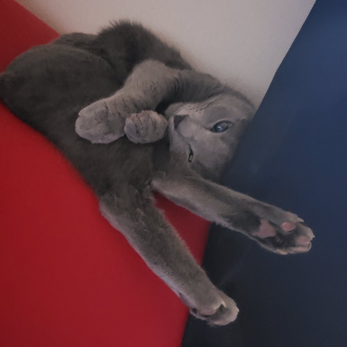 devilkillertype's tweet image. #ロシブ　#猫　#ねこ　#寝相
いつも急におとなしくなり、辺りを探すとほぼ、高確率でこの体制🤭
#これが正しいyogiboの使い方です！