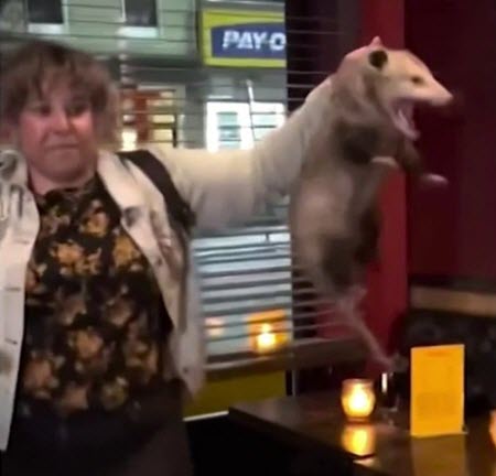 Mission Opossum-able: A woman is the toast of a Brooklyn bar after she heroically grabbed an opossum by the scruff and removed it from the establishment while other panicked customers and workers just watched in awe. nbcbay.com/Es6HgDy