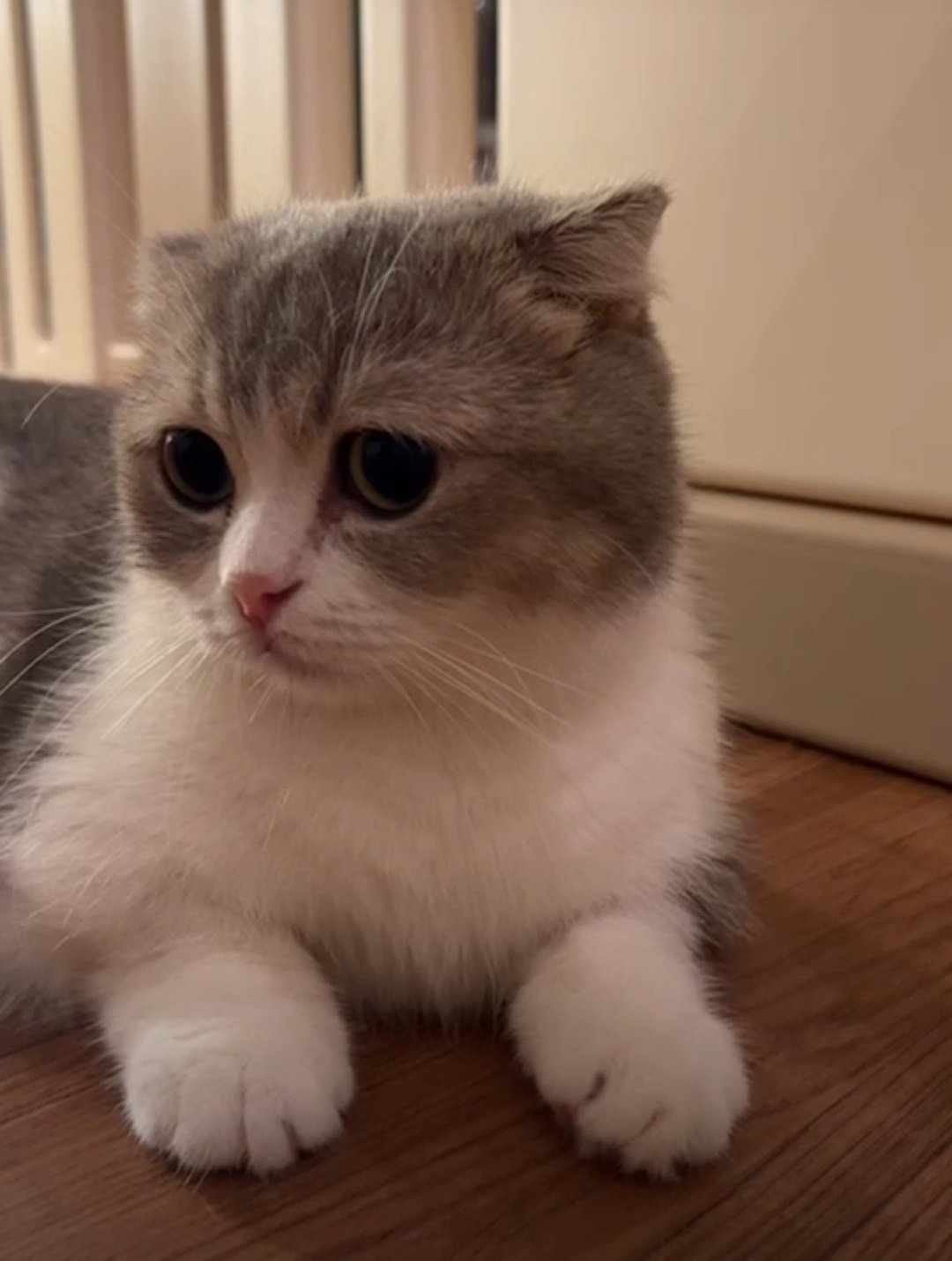 Hammie Only Krist Summary M Is Very Attached To P M Is Not Really Tired She Has Only 2 Babies At First K Thought That