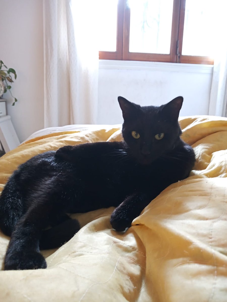 tincho__73's tweet photo. @pasaroncosas899 @aleberco Lenin amaba los gatos. El perro es insoportablemente dependiente, yo le dejo la ventana abierta al Chamito y el hace su vida tranquilamente, tres días de covid en la cama no se despega para nada de aquí, salvo para ir a comer o cagar y eso lo hace afuera de casa. Vivan les gates! https://t.co/8bOLXbrTu0