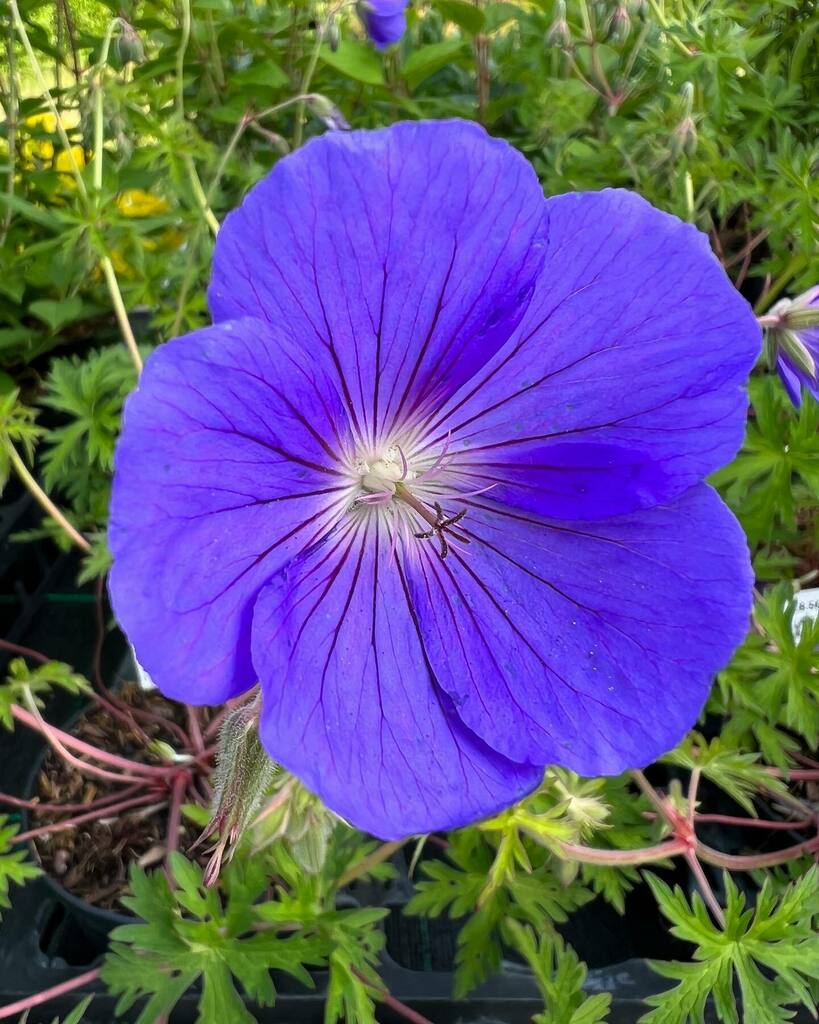 PelhamPlants's tweet photo. 💙Geranium 'Eureka Blue'💙
#geranium #geraniumsofinstagram
#pelhamplants
#pelhamplantsnursery https://t.co/cGCdYor8Dr https://t.co/7c8H079lFJ