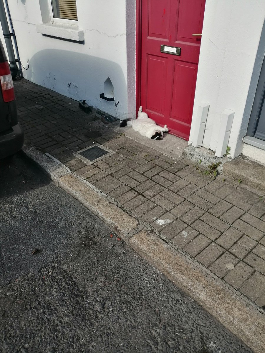 Would very much like to be this cat