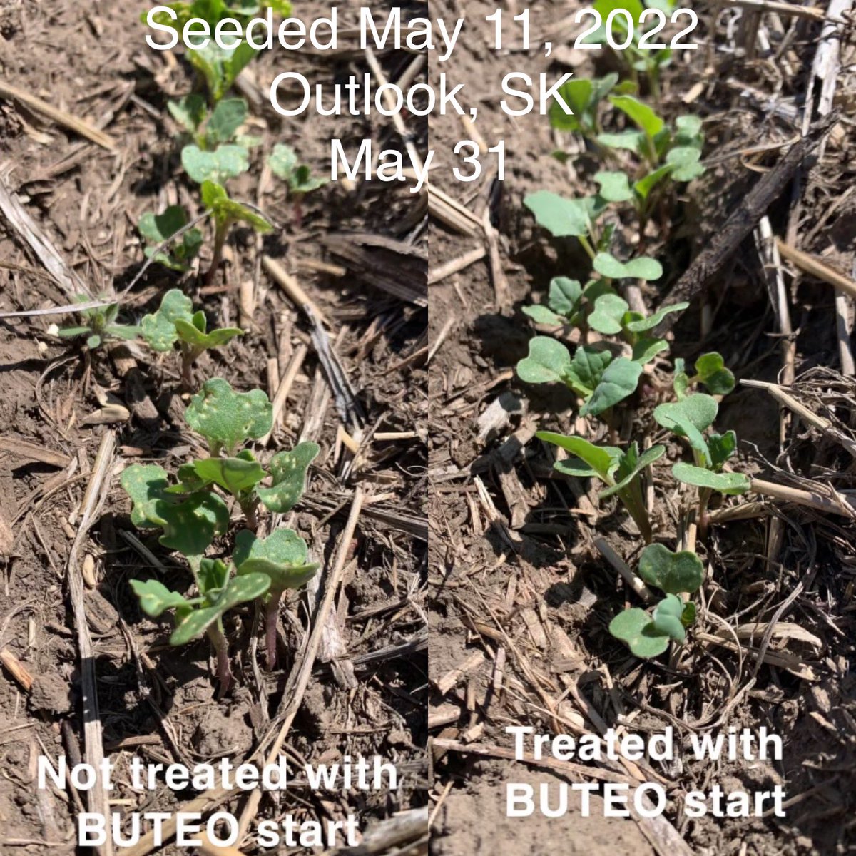 Same field, one big difference… #BUTEOstartAdvantage 💥