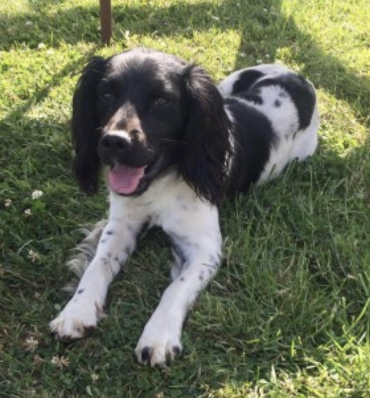 rosiedoc666's tweet photo. #SpanielHour
THIS IS JACK missing along with Charlie #SouthernIreland
Since 4/5/22
They both appear in #CountryMansWeekly 1/6
Black&white #Springer
LAST SIGHTED IN #Corcaghan area
WHERE’D THEY GO ☹️
https://t.co/Ttq0IdQWwT
@CorcaghanNS @CorcaghanS @CorcaghanPlayer https://t.co/DGG3p8SUmx