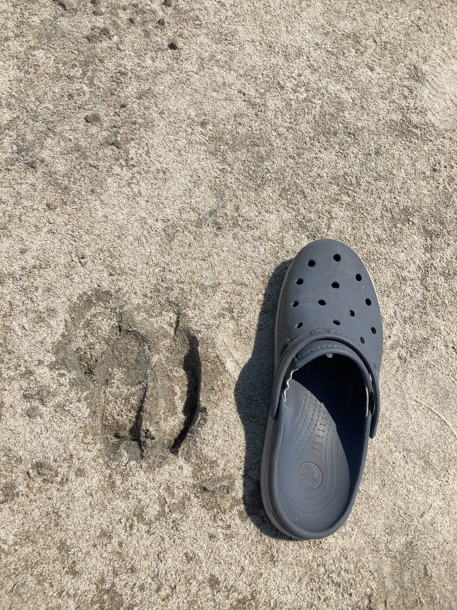 Our water-level loggers were buried by sand overwash on North Core Banks. Here Lillian and David, two <a href="/UNC_EMES/">UNC Dept of Earth, Marine & Environmental Sciences</a> undergrads researchers, extract one. Also, see the last photo for hooval evidence of a bovine wanderer on this remote barrier island.