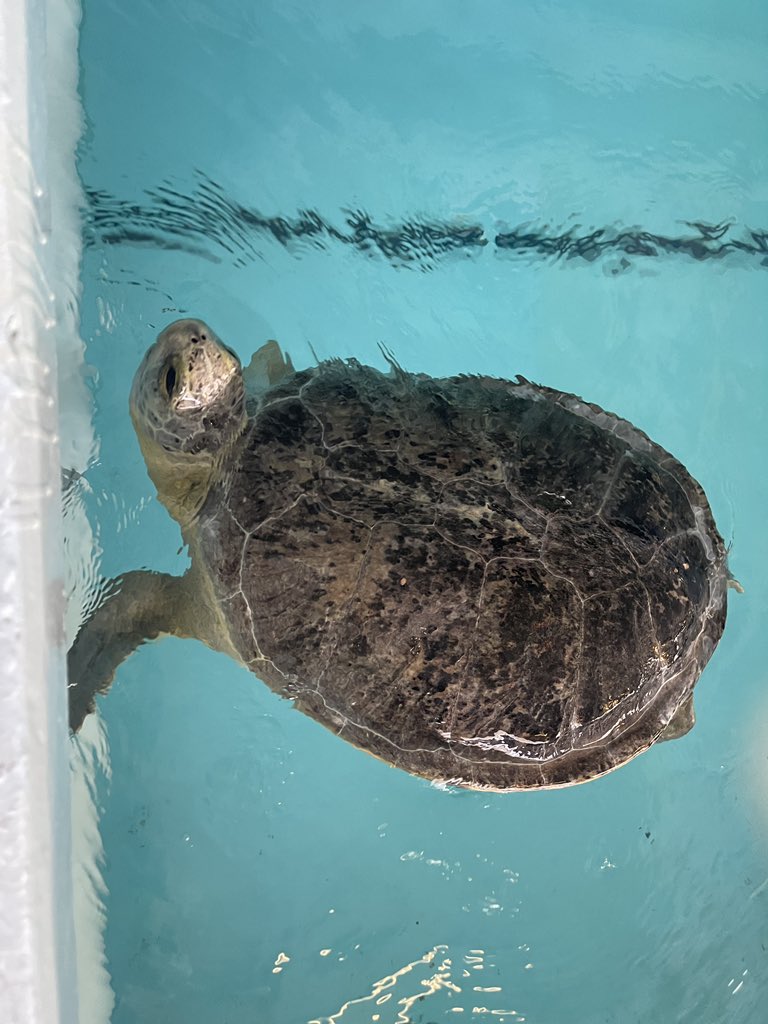 Caitlin Wilson on Twitter: "Exciting morning spent at Clearwater Marine