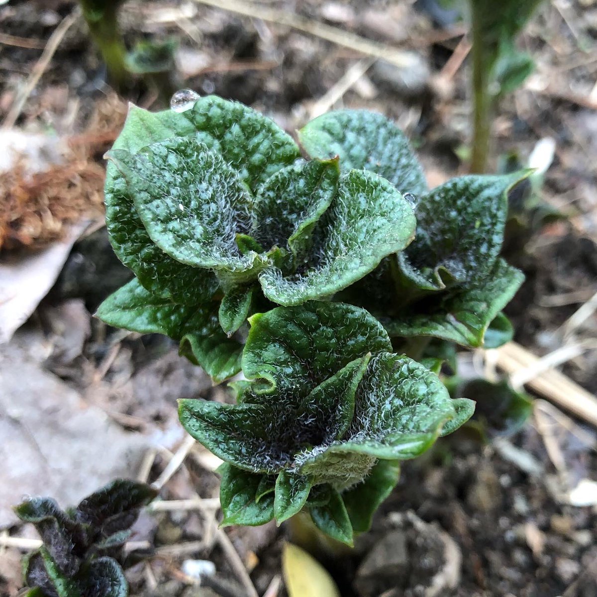 chbamey 🌱 tweet media