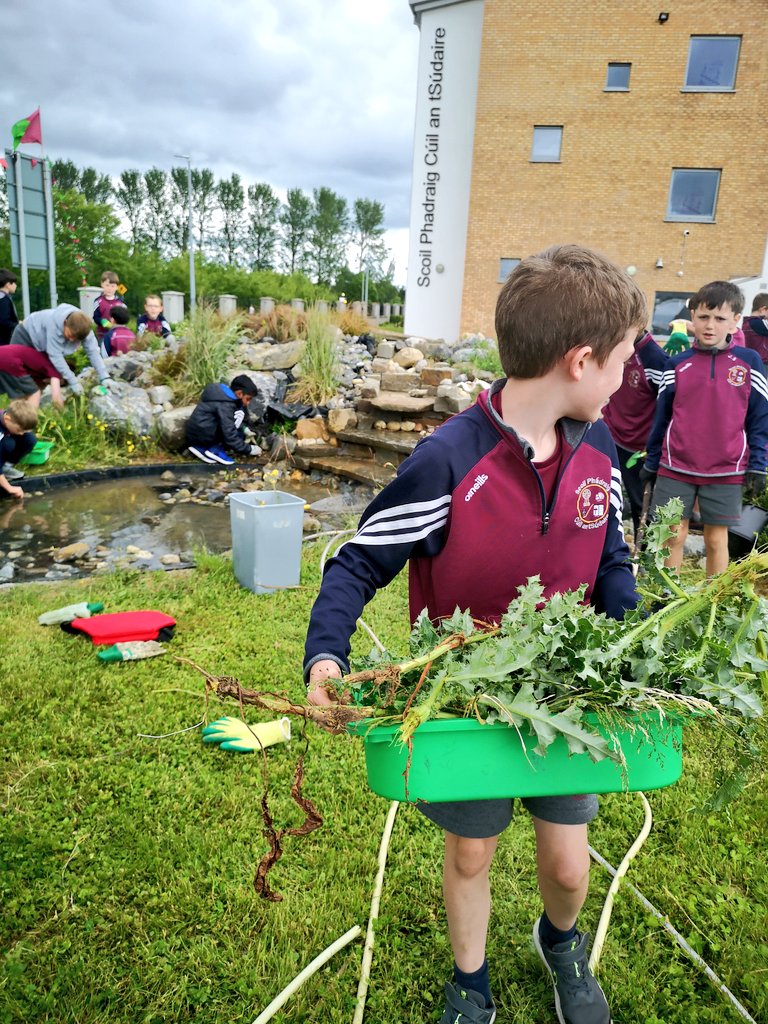 scoil_an's tweet photo. Cleaning the weeds in and around our school pond and rockery. The boys then filled the pond up again so it is ready for SESE lessons, water safety lessons and even some mindfulness and meditation! #outdoorlearning #outdoorlearningireland @BioInSchools @HerInSchools https://t.co/m5VSXzelAj