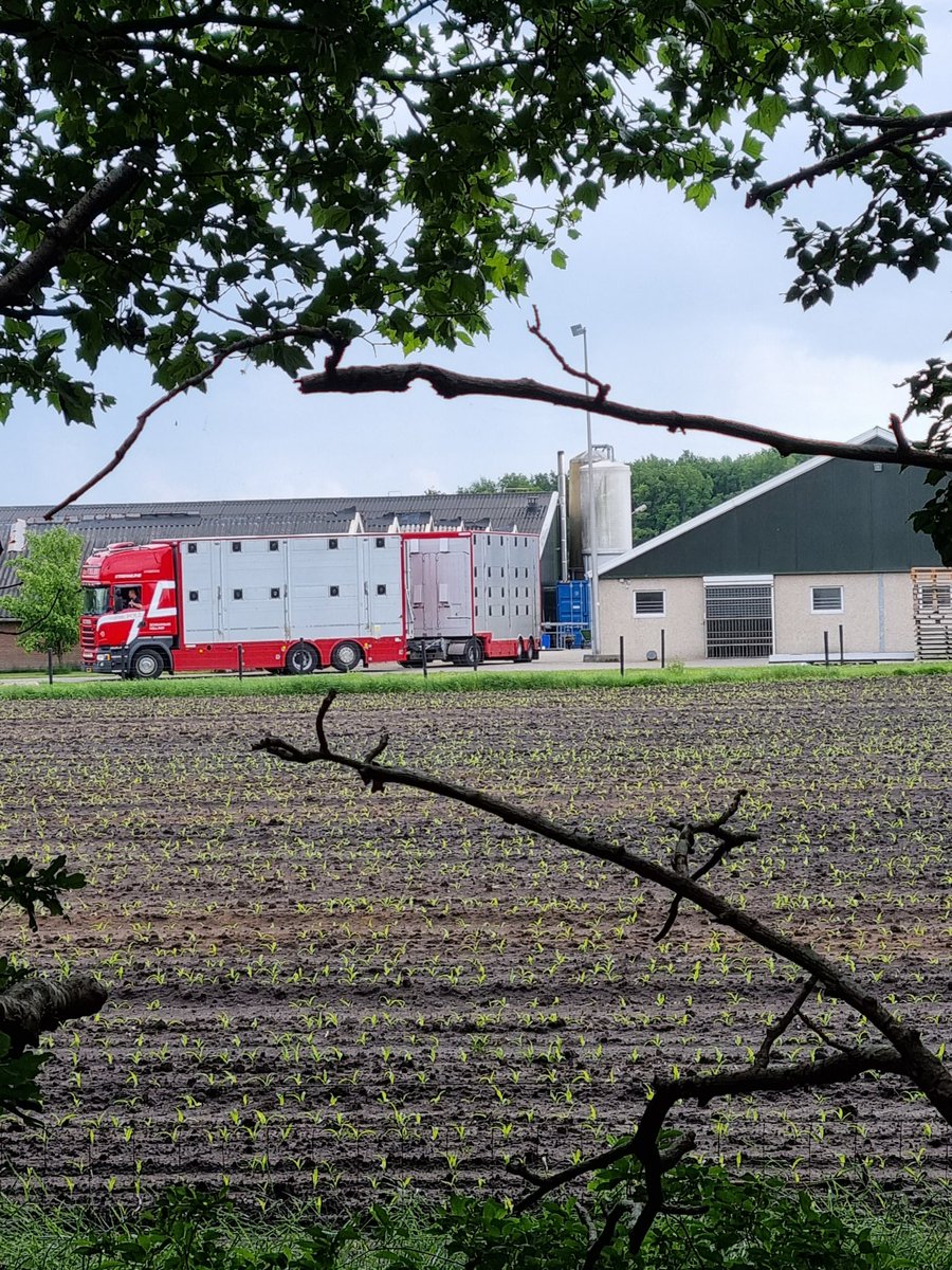 smit_evelien's tweet photo. Sommige chauffeurs vinden het wel heel gezellig 😉
De eerste wagen voor aankomende nacht staat alweer klaar.
Iets met #rij en #rusttijden
1 ding is zeker.Het wordt een korte nacht
#kalverhouderij
#slacht https://t.co/iQvKdJG16i
