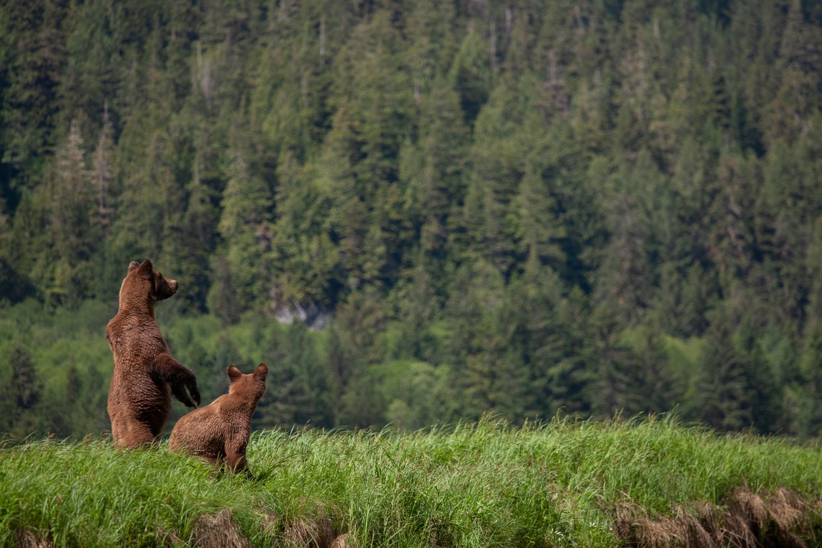 TreeCanada's tweet photo. ๐ขWe have partnered with @CFNGBI to breathe new life into our carbon offset program, #GrowCleanAir. Offset your emissions by contributing to the purchase of carbon credits generated by the protection of old-growth trees in the Great Bear Rainforest.
โก๏ธ https://t.co/wFD1uXSeZZ https://t.co/ygPA19yF9M