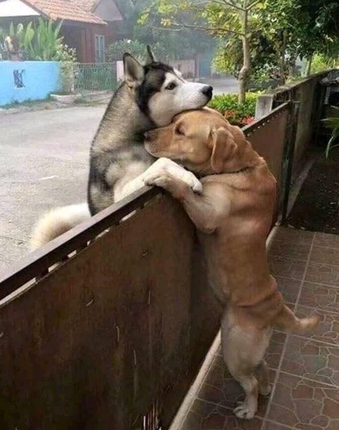 jimrosecircus1's tweet photo. Media went crazy in China about these 2 dogs and their love affair. They meet twice a day at the exact same time to hug  each other. It became so popular that 100s of people started to show up every day. China now bans the tourists.These doggies have their privacy back.❤️ https://t.co/kmHVlw5OYl