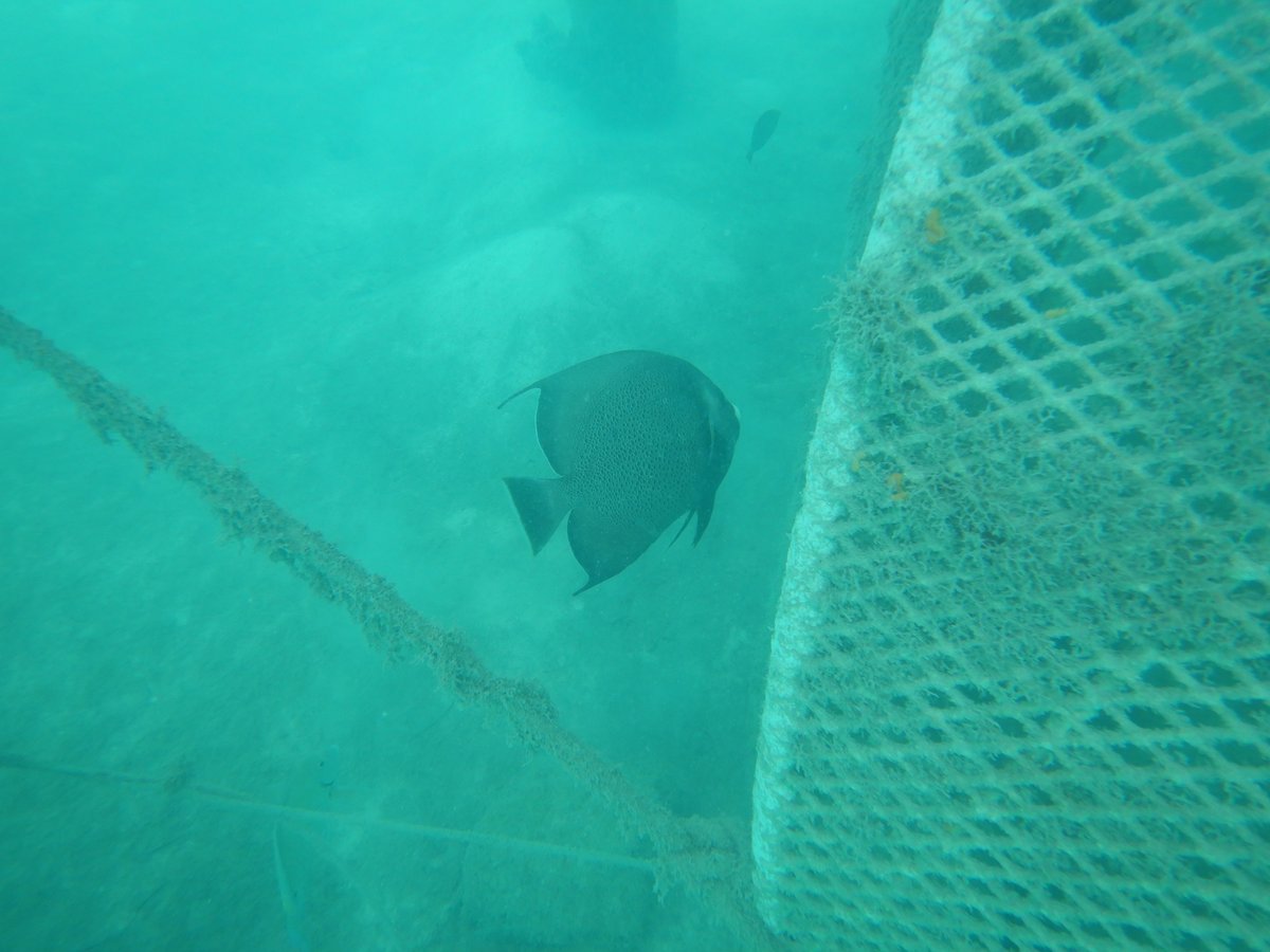 Today is observed as #WorldReefAwarenessDay 🪸

At #RoyalResorts, our most recent project is our global coral reef conservation initiative with #CcellRenewables Mexico to create an artificial reef at #TheRoyalCancun pier. 
.
.
#Cancun #Mexico #MexicanCaribbean #CcellMexico