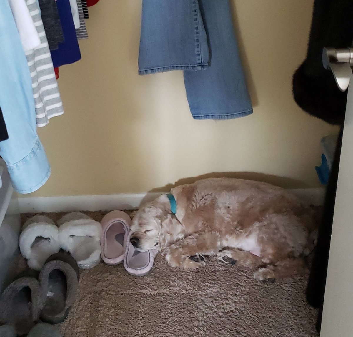 thecockerbros's tweet image. 🏳️‍🌈 #PrideMonth2022🏳️‍🌈
As our 😇Murphy always said, the only reason to be in the closet is for a nap. Be proud! Happy Pride Month! #PrideMonth2022 🏳️‍🌈🏳️‍⚧️🏳️‍🌈