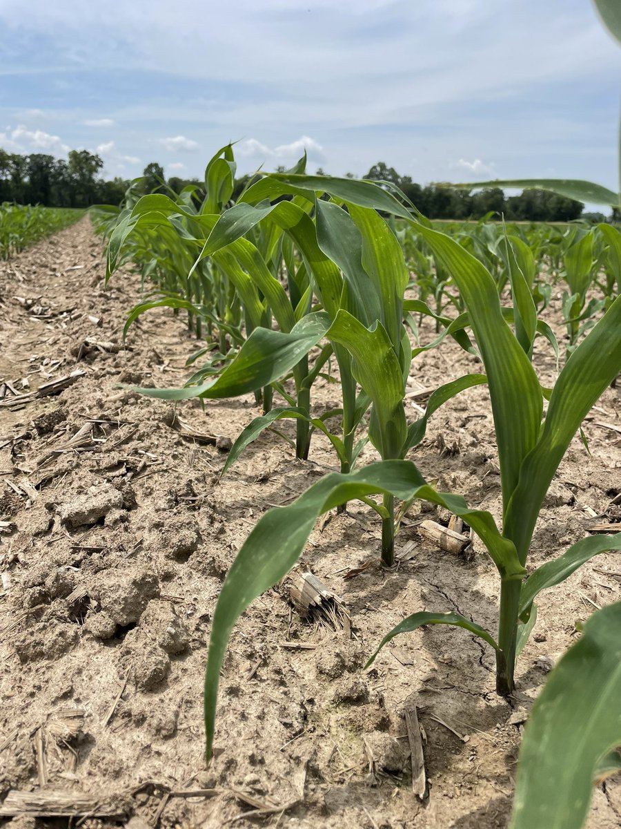 jw_schneid's tweet photo. Saline Co might be the garden spot again in S. IL. @Asgrow_DEKALB DKC67-94 off to a tremendous start. This grower is eager to see what it can do. @DKAS_SIL #Bayer4IL #YieldChaser https://t.co/mCG1sSrahO