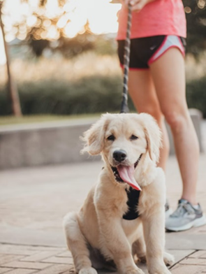 uspetfood's tweet photo. Do you warm up before #running or #jogging with your #dog? Warm-ups and cool-downs are an important part of exercise for #dogs, tooβ especially when itβs hot outside. ππ https://t.co/5DQLJ5LaPO #PetSafety https://t.co/Q7i9e72okO