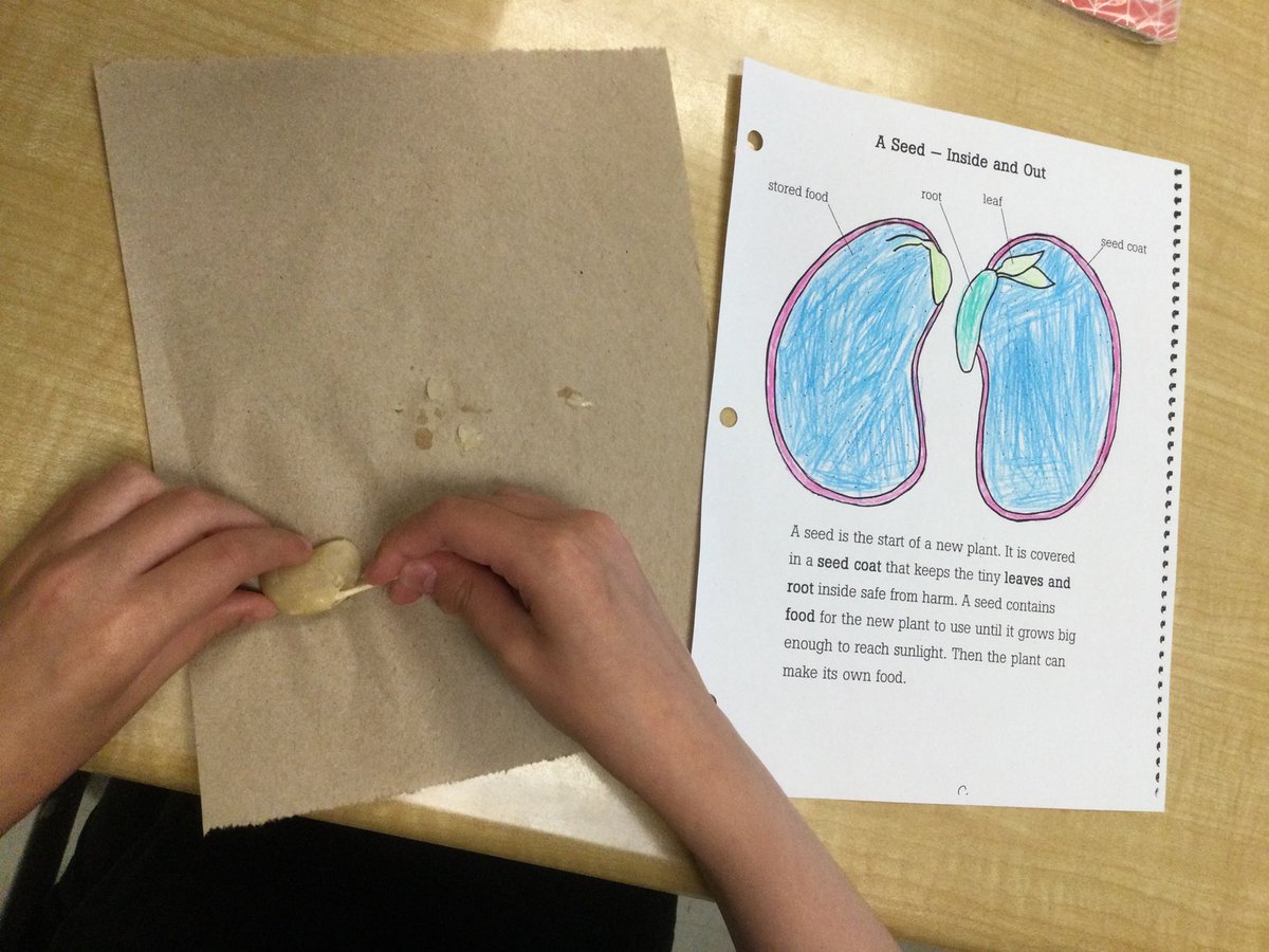 MsKoshy's tweet photo. Today, we examined a seed to find its seed coat, stored food and root! https://t.co/99nbzaQFlI