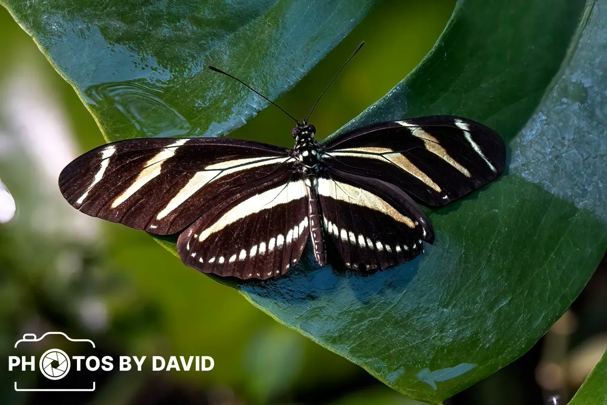 WriterJoMalby's tweet photo. “Green was the silence, wet was the light,
the month of June trembled like a #butterfly.”

~ ￼#PabloNeruda, 100 Love Sonnets // #photography by @photosbydavid1 ￼https://t.co/CsX6jWQn2C #wildlifephotography #nature https://t.co/Hgg7RoFBjX