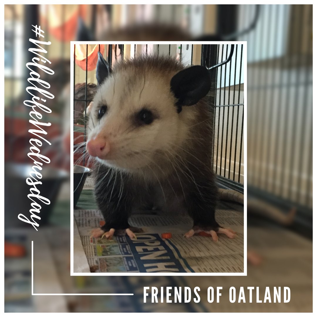 #DidYouKnow ❔⁠
Virginia Opossums, like housecats, use their tongue and paws to groom themselves frequently and thoroughly. This behavior helps keep opossums cool in hot weather.

#WildlifeWednesday #TheMoreYouKnow⁠ #opossum #trashcat