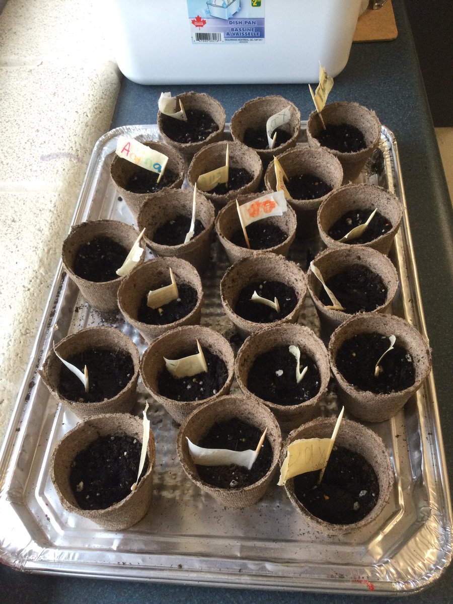 We also planted our own sunflower seeds so we could watch them germinate!