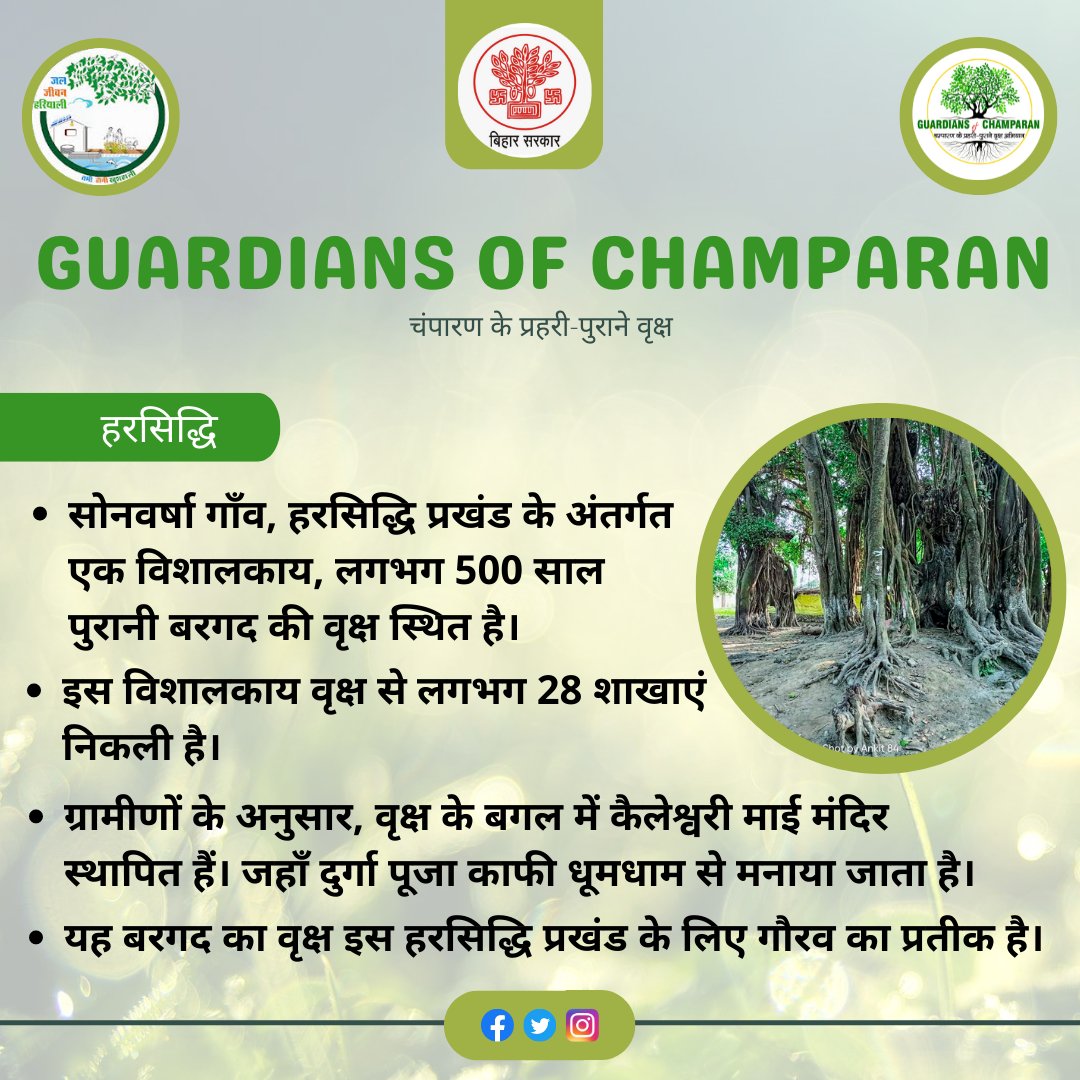 guardians_trees's tweet photo. A tree having more than 28 huge branches is situated in "Sonvarsha" Village of Harsiddhi block.
#guardiansofchamparan
#guardianstree
@IPRD_Bihar
@JJHMBihar
@Dm_Motihari
@Kapil_IAS @TOIIndiaNews https://t.co/mFKJ82g1tu