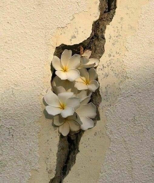 Abuawrad4's tweet photo. حين تشعر أن المنافذ جميعها مغلقة، سيصل إليك لطف الله من المنفذ المستحيل . ~مساء الخير ~ https://t.co/dv7LZqmPUi