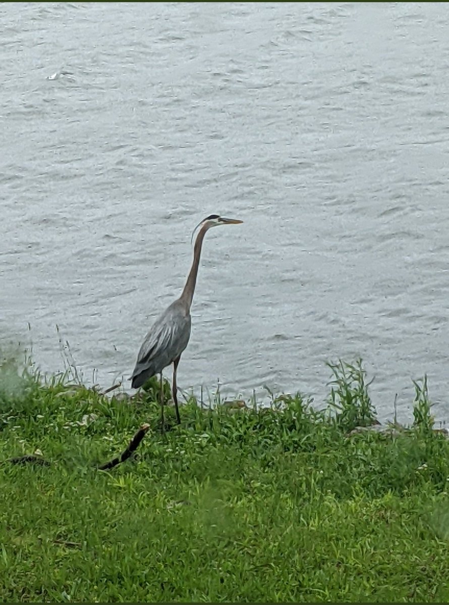 MurdockBig's tweet photo. This rainy weather is for the birds 🐦 
#chandoslake #retiredlife https://t.co/aORBuEz2p9