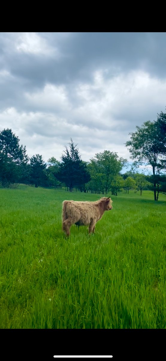 wildrosejournal's tweet photo. you know those cows all over #cottagecore Instagram?

My dad just bought three Highlands and let me tell you they are every bit as cute in person https://t.co/QotHUJmwOI