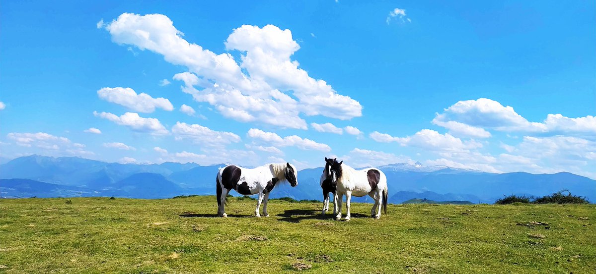 oihanttoa's tweet photo. Prendre de la hauteur
Au fond la chaîne des Pyrénées. On reconnait le Pic d'Anie.
Depuis la Madeleine
#Tardets
#Soule https://t.co/AfxGOLqD7q