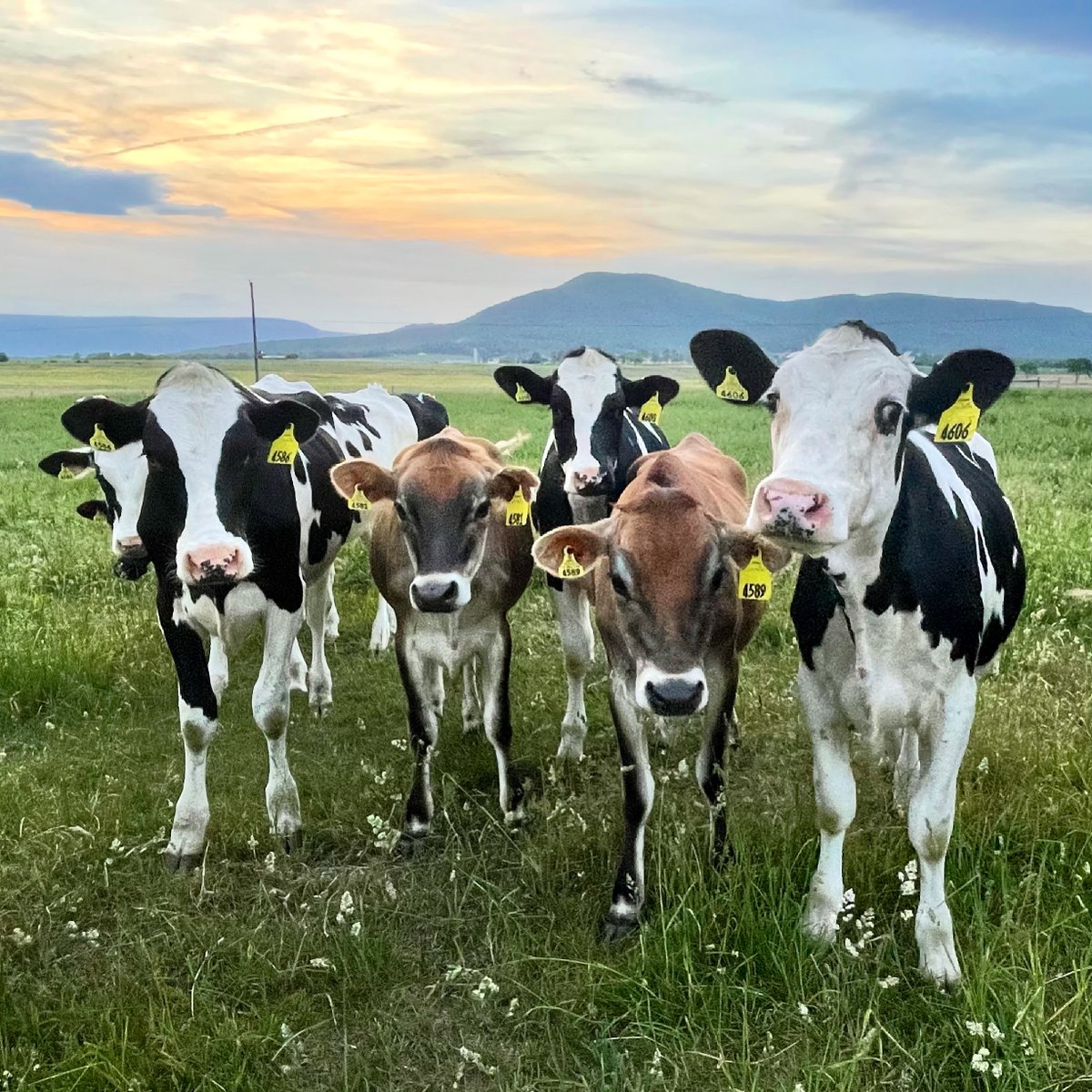 CattleTales's tweet photo. Why was the dairy farmer asking for directions? Because he lost his whey! Happy World Milk Day! ๐ฅ ๐ #ThanksCows #CattleTales #WorldMilkDay https://t.co/Nj6RqGV72q