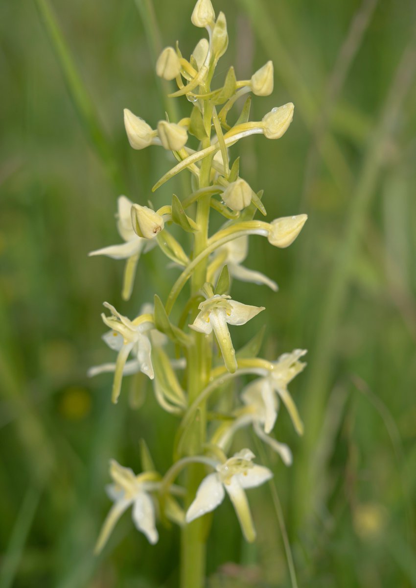 Y'day, found myself heading east again on an orchid roadtrip. In a magical meadow I was gobsmacked to see thousands of Greater Butterfly Orchid, everywhere & most weird to see them away from a woodland setting. And just look at those spurs! @BSBIbotany @ukorchids #wildflowerhour https://t.co/UJV3vGq8WI