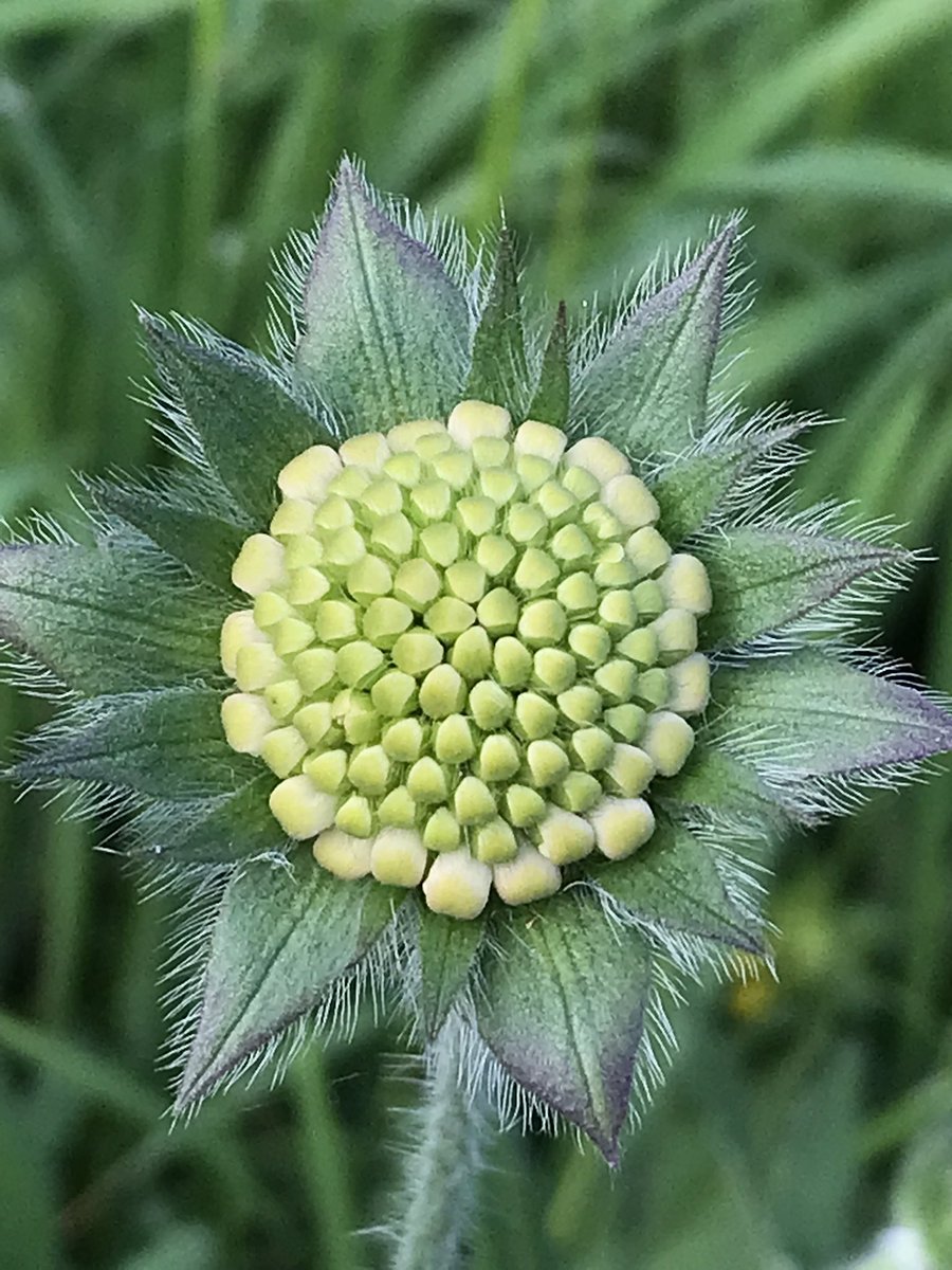 DuncanWestbury's tweet photo. It doesn’t need to be in full flower to look absolutely stunning! #FieldScabious #Knautia @BSBIbotany https://t.co/b0l9ckcwrl