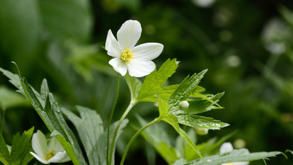 BarbraEtches's tweet photo. Canada #Anemone just starting to bloom at the bottom of the yard. Tolerates deer and clay for a showy ground cover.

#Wildflowers #Growmeinstead #Huronwoods https://t.co/HCGjhdzRAe