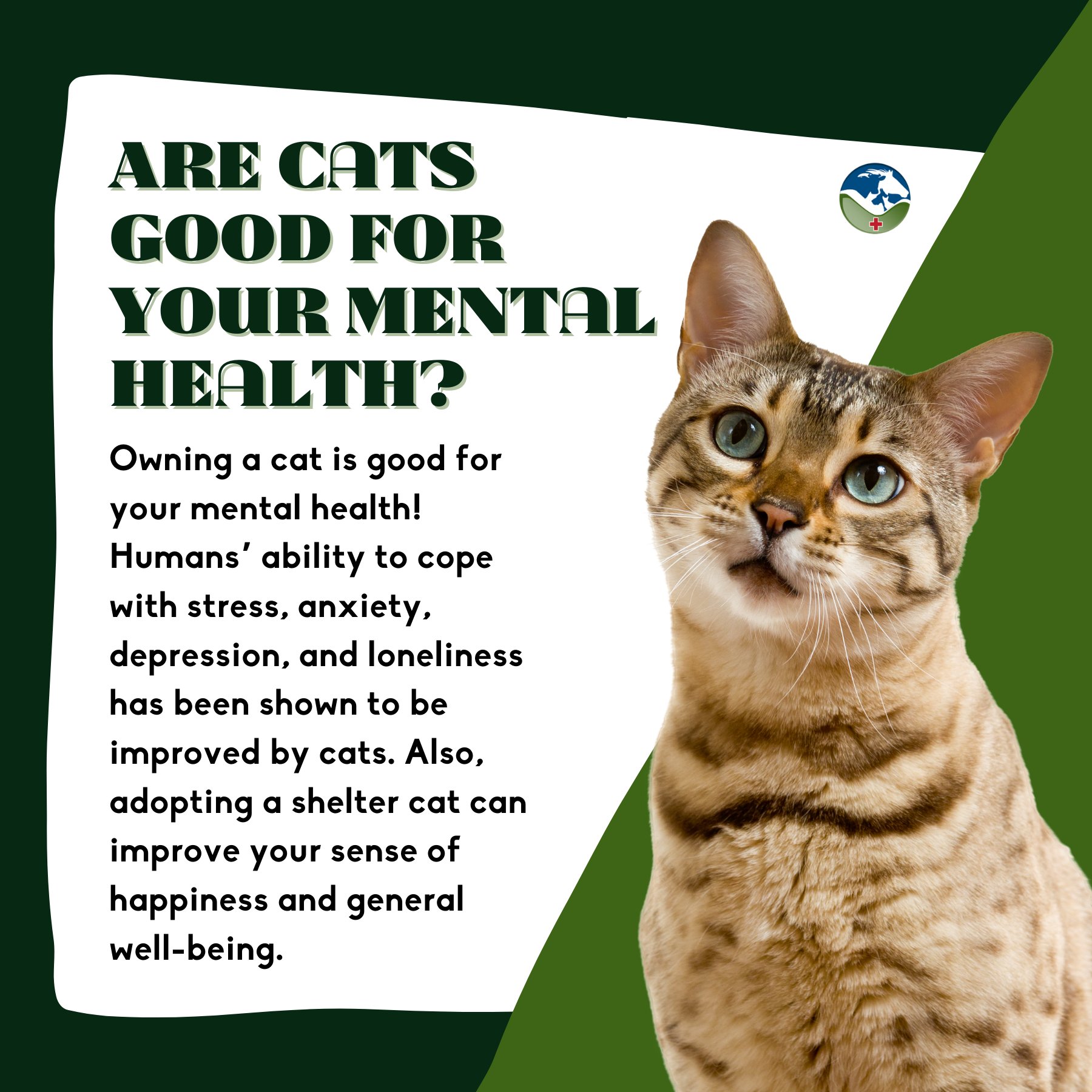 Do Cats Help With Anxiety And Depression: Discover How