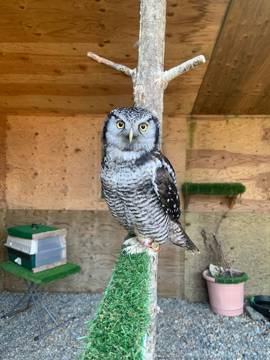 American Bald Eagle Foundation tweet media