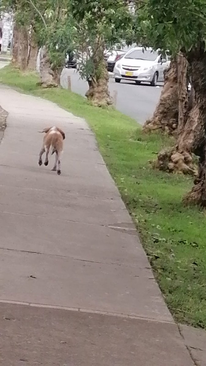 divergente1396's tweet photo. Buenas tardes, este perrito fue encontrado al lado del estadio del barrio bonanza en engativa, posiblemente fue atropellado. Por favor solicito de su ayuda para poder atenderlo ya que no se puede mover @AsociacionMi @AnimalesBOG @PoliciaColombia @Bogota @Engativalcaldia https://t.co/eB8PXdpPWX