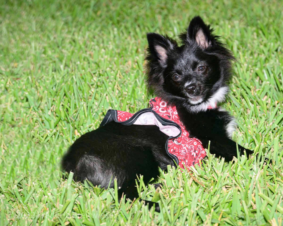 Dog Photographer tweet media