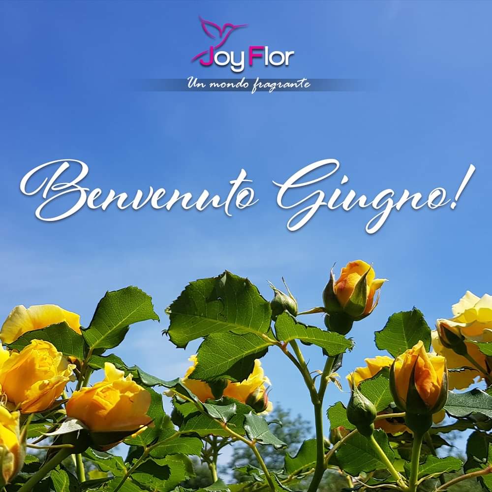 💐Benvenuto Giugno!💐
Era giugno, e il mondo odorava di rose. Il sole era come polvere d’oro sulla collina erbosa.
Maud Hart Lovelace
💻joyflor.it