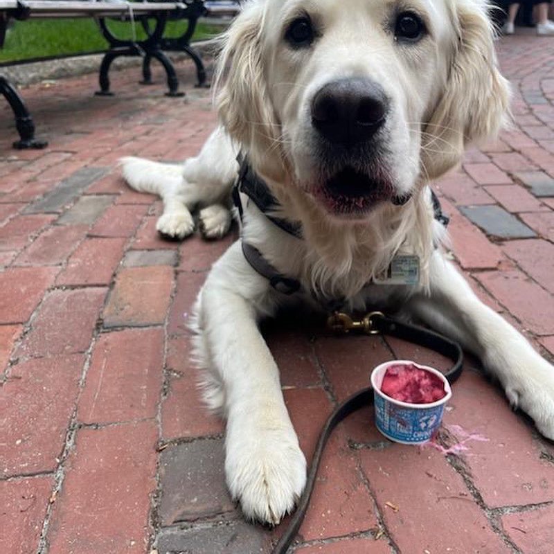 northeasternpd's tweet photo. Reluctant at first, Cooper definitely warmed up to the treats at @434CSC’s Wednesday #keepinitcool #summester2022 events! He’ll be back! https://t.co/aXvQq93NSy