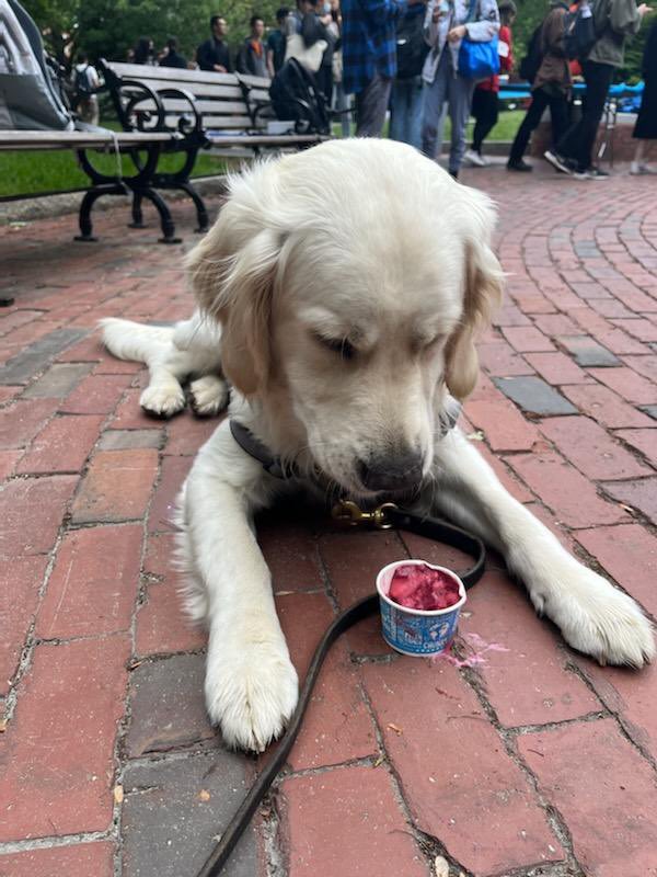 northeasternpd's tweet photo. Reluctant at first, Cooper definitely warmed up to the treats at @434CSC’s Wednesday #keepinitcool #summester2022 events! He’ll be back! https://t.co/aXvQq93NSy