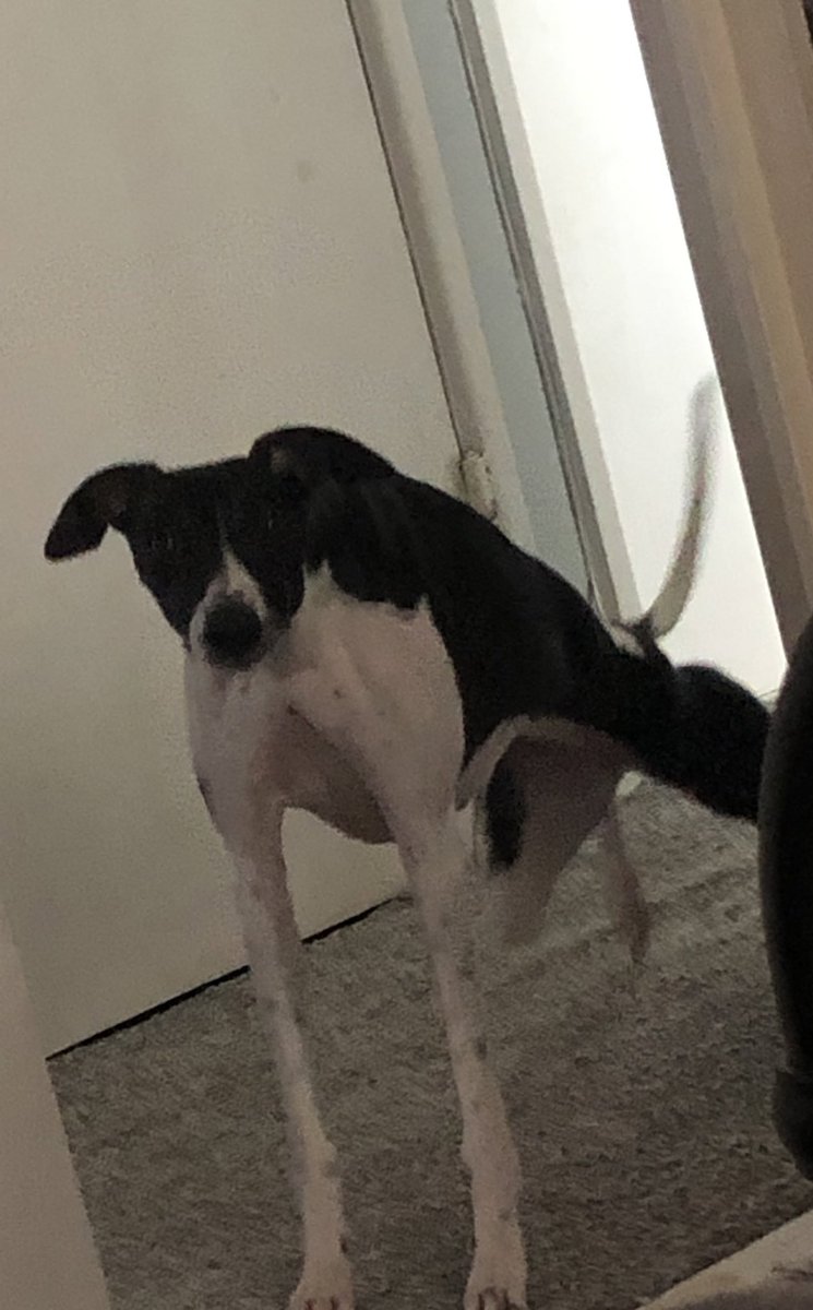 // The Demogorgon in dog form seeking its next victim