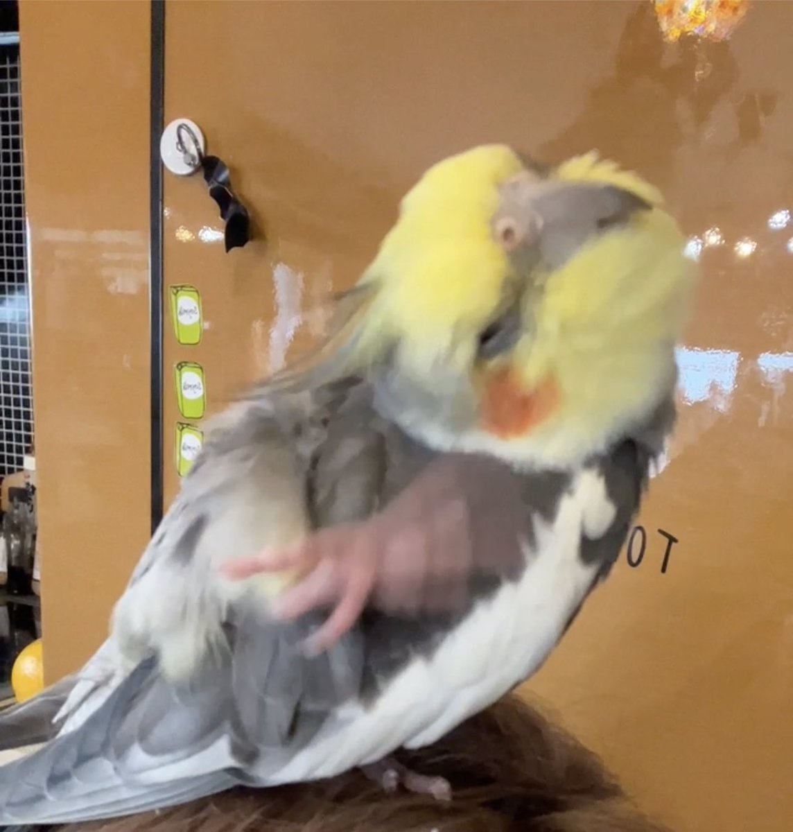green_room01's tweet photo. #千葉県 #神奈川県 #茨城県 #埼玉県
#オカメインコ #インコ #迷子 #迷子の鳥
#ロスト 千葉県松戸市にて 迷子になりました。 距離を飛んでいる可能性があります
保護情報、目撃情報 頂けると嬉しいです
お話は 自分の名前のみ言えます！！
ルルちゃん！ルルちゃん！！ https://t.co/XyzRrMQTKO