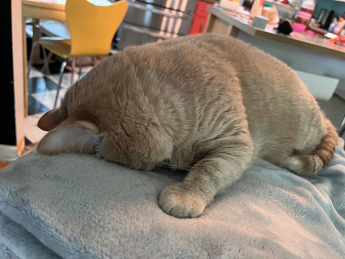 the mood for today : 
#CatsOfTwitter #cats #kitty