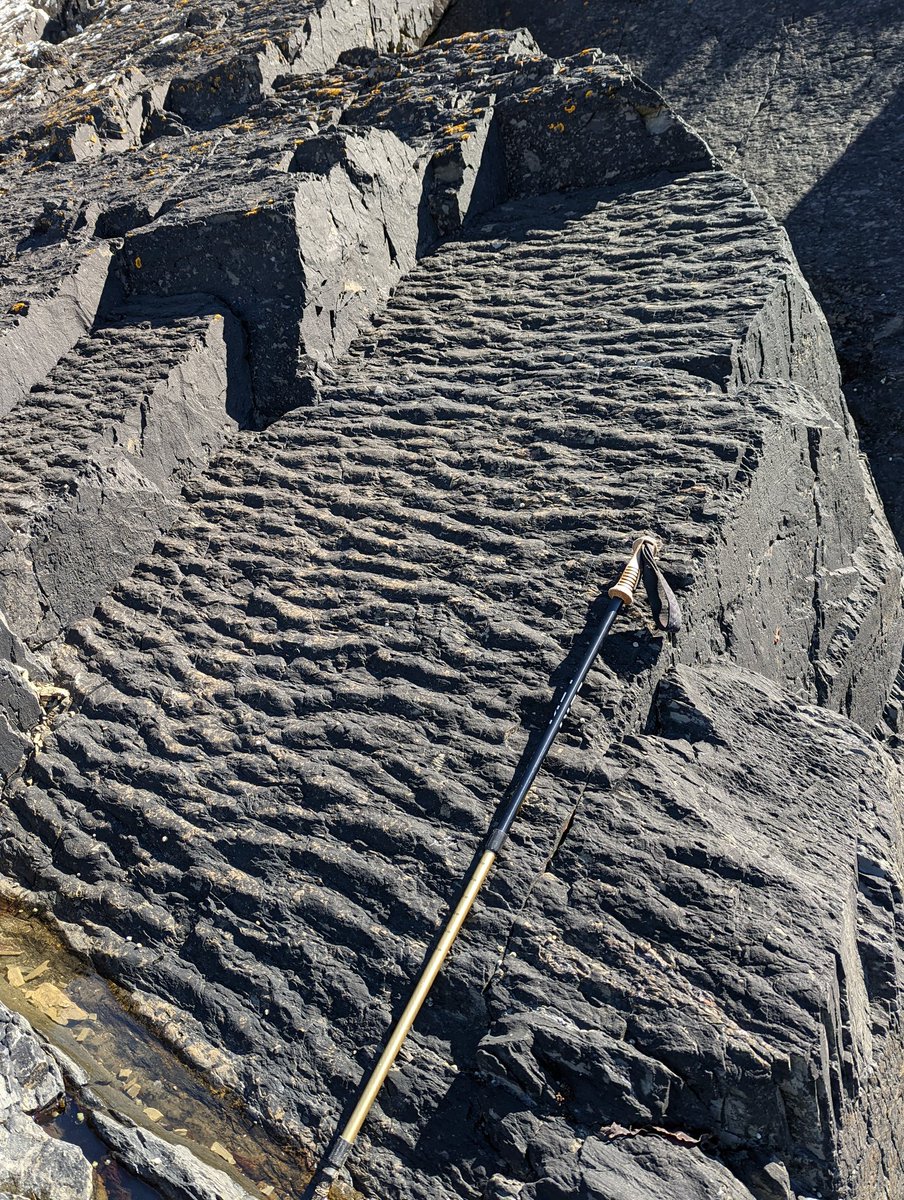 PeterLBowden1's tweet photo. Day 3 in Pembrokeshire and the #geology and the sun are still both shining 😎.
The Lower Carboniferous limestones and shales exposed around West Angle Bay have been folded during the #Variscan Orogeny.
Despite developing a strong cleavage original sedimentary ripples can be seen. https://t.co/IRqddQ4Whg