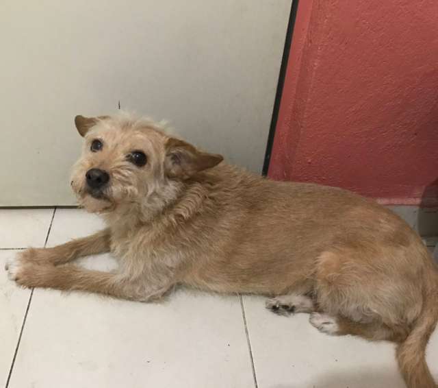 En adopción: KIKA - adoptame.com.mx/adopcion/masco…