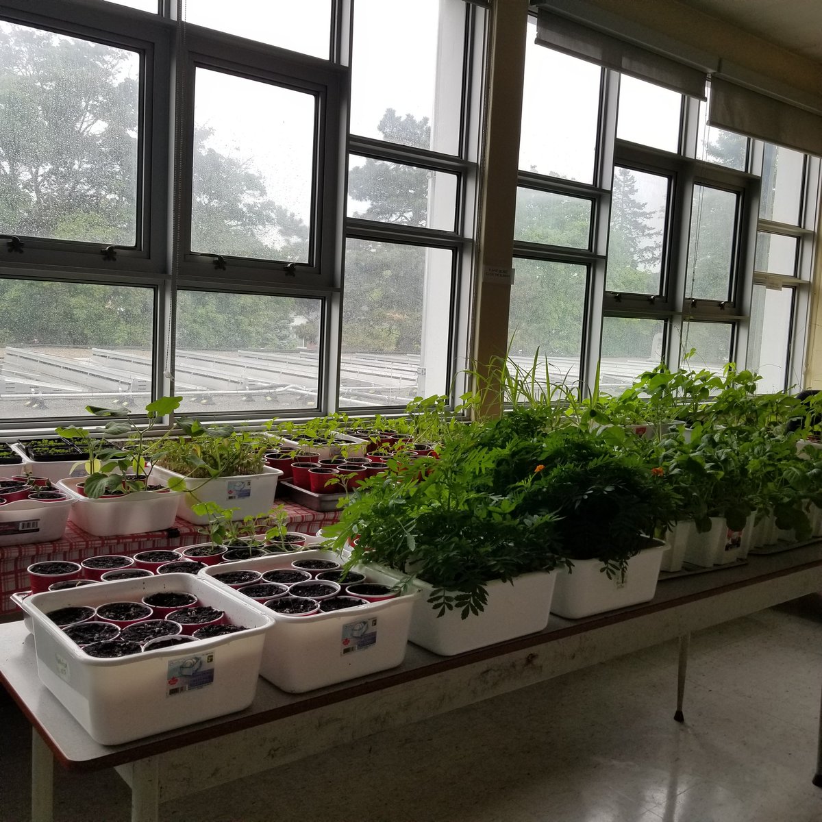 Beverley Heights MS tweet media