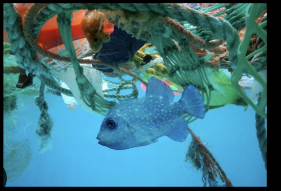asantoyauci's tweet photo. synthesize a heat shock protein called 'hsp70' that is used to prevent damage and is a general response to stress for the octopus. 
#39canimals https://t.co/qVuWMSQGW8