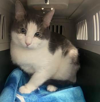 NYCDEATHROWCATS's tweet photo. Pretzel is a 3 year old boy who was abandoned. He is seeking a new home and new best friend. Come meet this kitty at BACC.  https://t.co/mmTdae8xsj https://t.co/Iy7ZvjPuPm