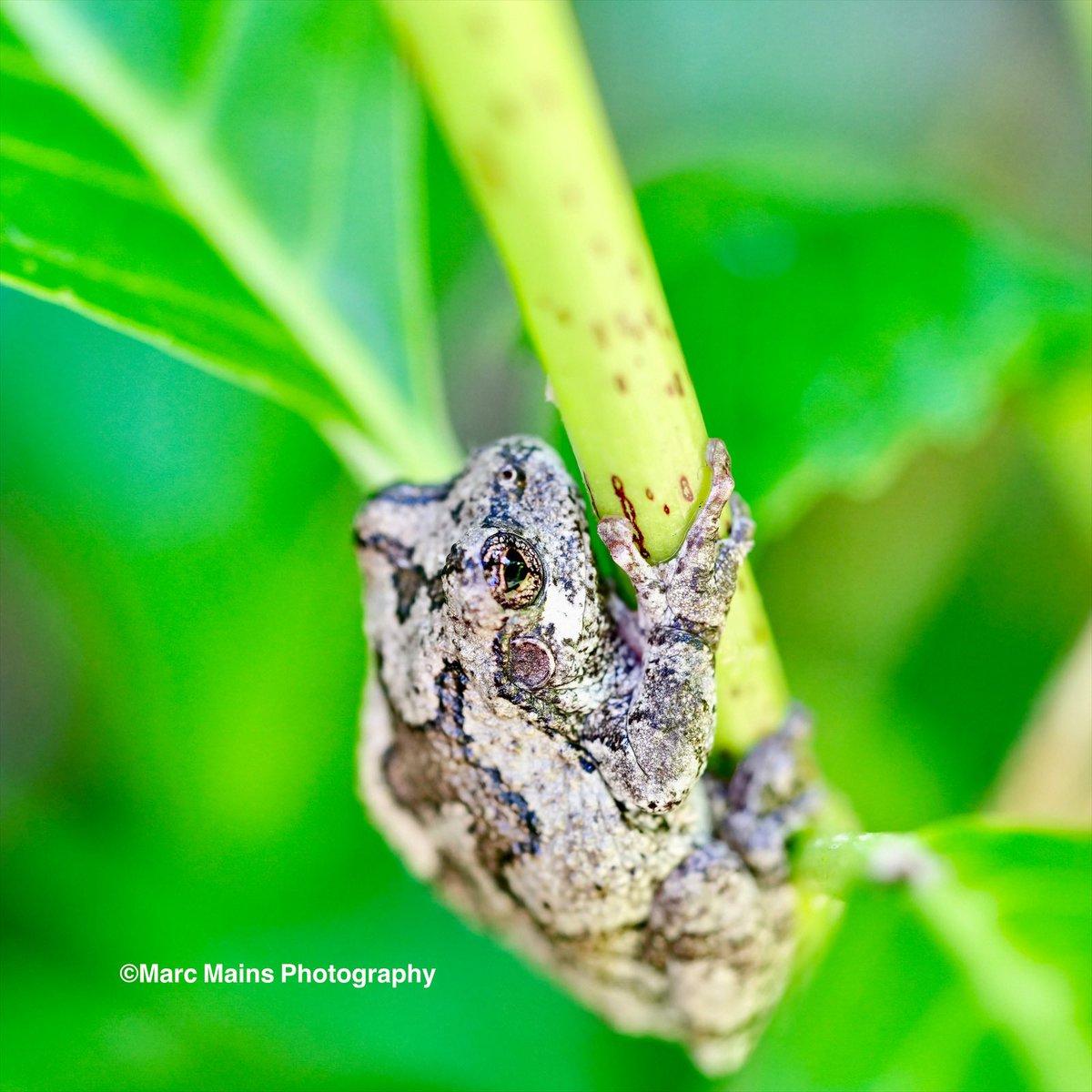 DaWildlifeNinja's tweet photo. Some more Cope’s Gray Treefrog (Hyla chrysoscelis) love.

 #wildlife #frog #frogs #herpetology #herpetologist #frogphotography #treefrog #copesgraytreefrog #wildlifeconservation #wildlifephotography #outdoorphotography #nature #naturephotography #wildlifephotographer #sonyalpha https://t.co/IXrUJ1pC1j