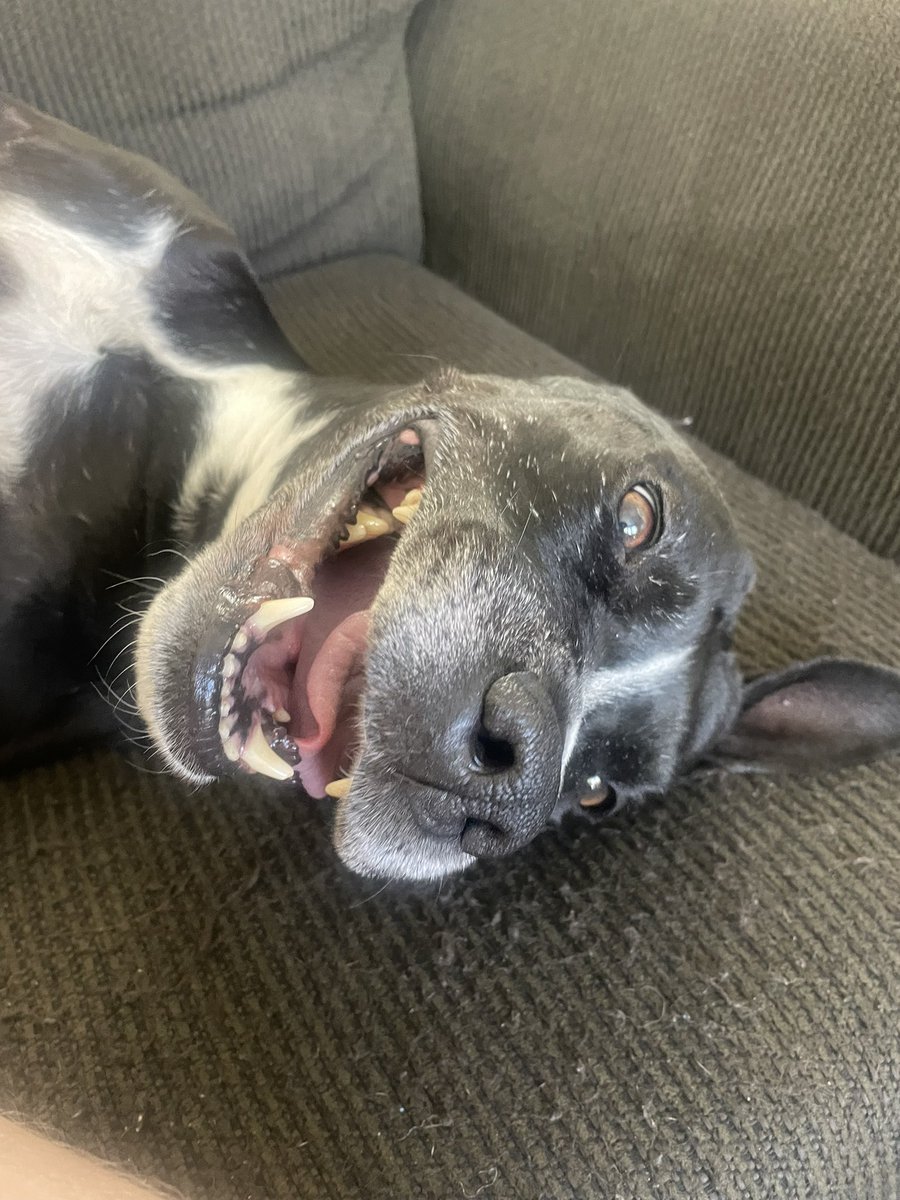 muaythailevi_'s tweet image. Have y’all had your dose of Munchie today?