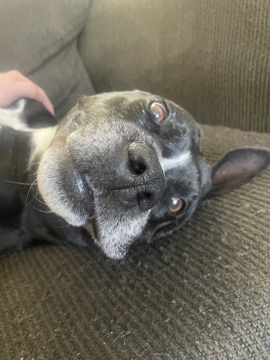 muaythailevi_'s tweet image. Have y’all had your dose of Munchie today?